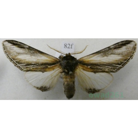 Pheosia tremula (Clerck, 1759) female Garbatka osinówka Czech82f